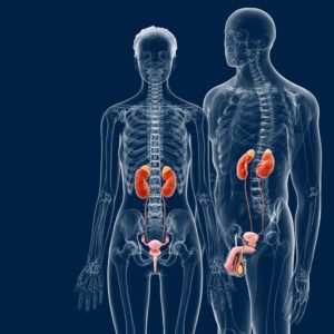 Posizione: I reni si trovano a sinistra e a destra della colonna vertebrale all'undicesima e dodicesima costola.